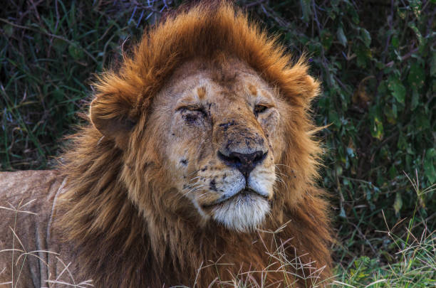 istock Male lion after a fight one eye closed 1146493178