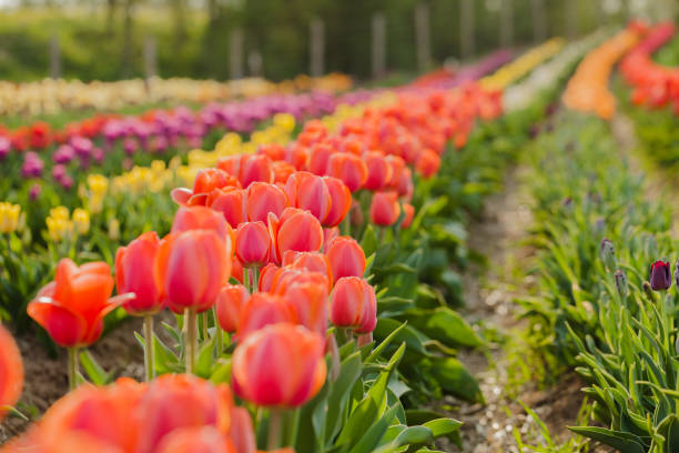 istock tulips field agriculture in holland 1146493477