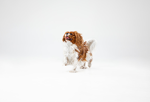 Spaniel puppy playing in studio. Cute doggy or pet is jumping isolated on white background. The Cavalier King Charles. Negative space to insert your text or image. Concept of movement, animal rights.