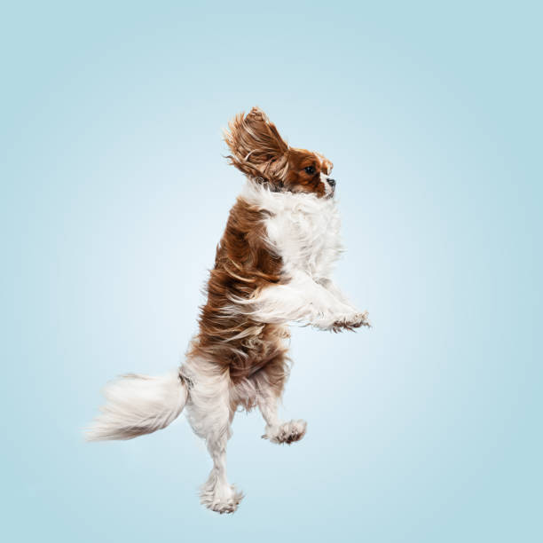 istock Spaniel is sitting on the blue background 1146493536