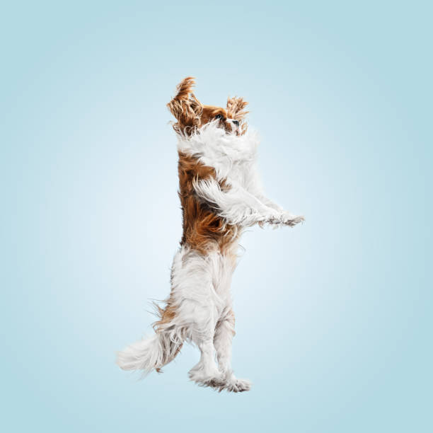 istock Spaniel is sitting on the blue background 1146493542