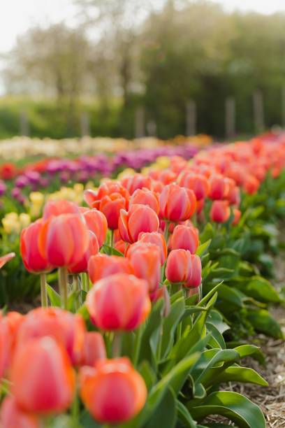 istock tulips field agriculture in holland 1146493763