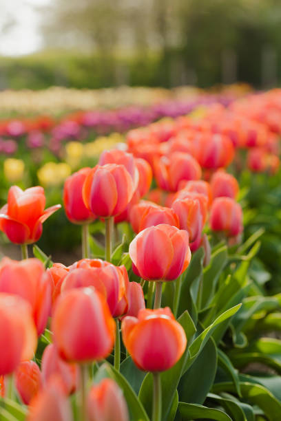 istock tulips field agriculture in holland 1146494647