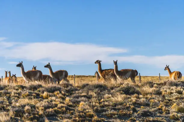 Photo of Cute group of guanaco wild nature animal with golden yellow grass in autumn, south Patagonia, Chile and Argentina, most iconic beautiful tourism place