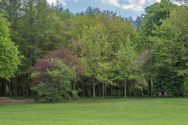 istock Mature Scottish Trees in a Scottish Park 1146496131