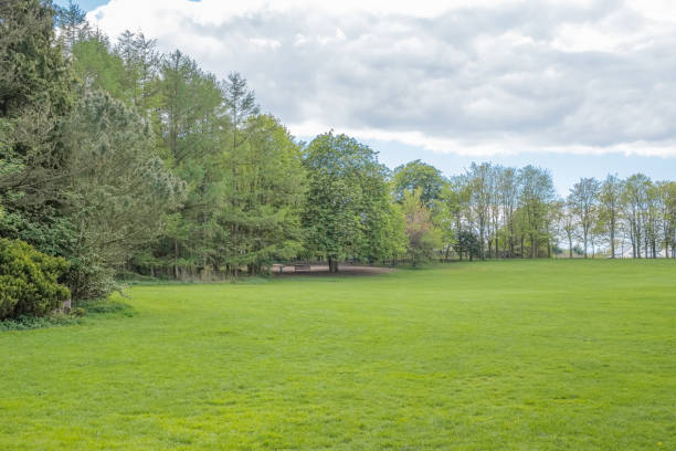 istock Mature Scottish Trees in a Scottish Park 1146496587