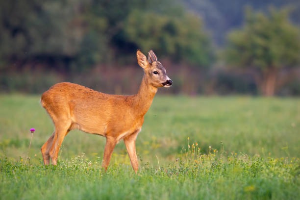 istock Young roe deer buck in summer on a fresh green grass 1146497776