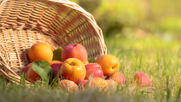 istock ripe apricots in garden 1146498087