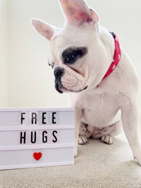 istock French Bulldog with Free Hugs text lightbox 1146498131