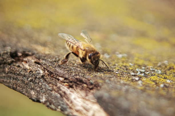 istock Honeybees on the hive landing board 1146498307