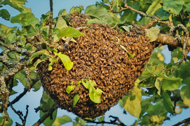 pływał pszczoły miodne przymocowane do gałęzi drzewa - swarm of bees zdjęcia i obrazy z banku zdjęć