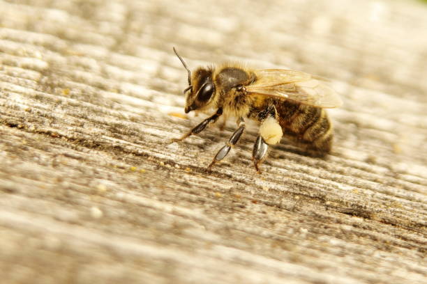 istock Nice picture of honeybee (Honey Bee, Apis mellifera) with collected pollen. 1146498335
