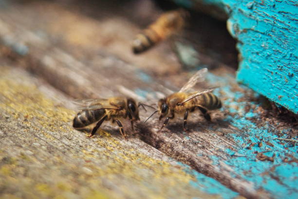 istock Honeybees on the hive landing board 1146498342