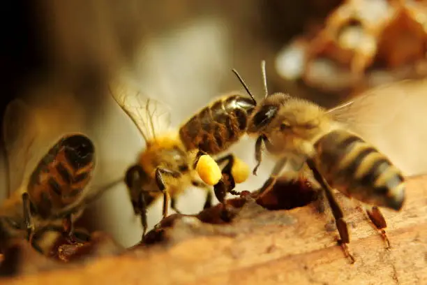 Full-size close-up image of Honeybees (Honey Bees, Apis mellifera) with collected pollen and stored in pellets in sacks on their legs, known as pollen baskets.