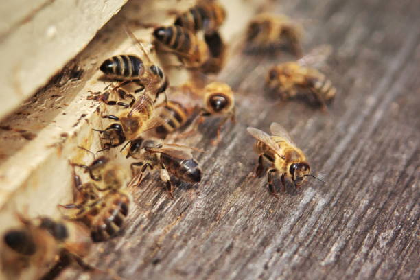 istock Honeybees on the hive landing board 1146498367