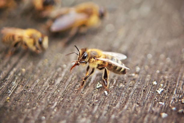 istock Honeybees on the hive landing board 1146498373