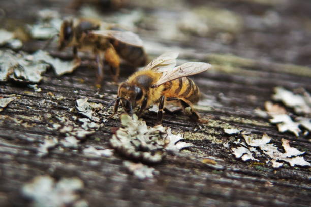 istock Honeybees on the hive landing board 1146498378