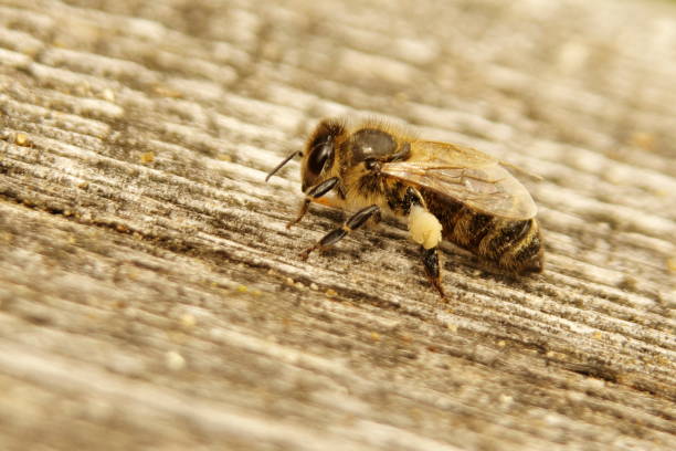 istock Nice picture of honeybee (Honey Bee, Apis mellifera) with collected pollen. 1146498393