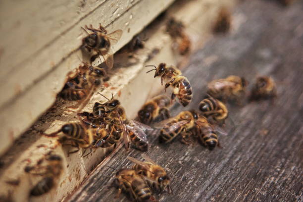 istock Honeybees on the hive landing board 1146498400