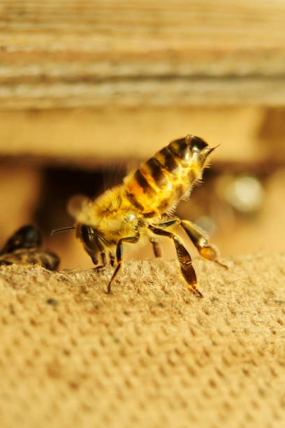 istock Honeybees on the hive landing board 1146498412