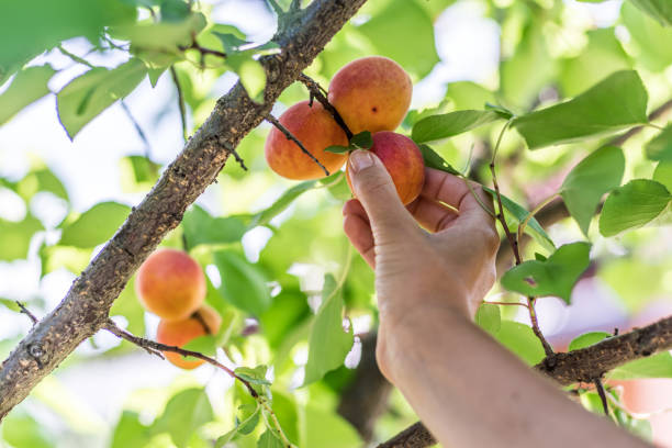 istock Ripe yellow apricots in female hands. 1146498443