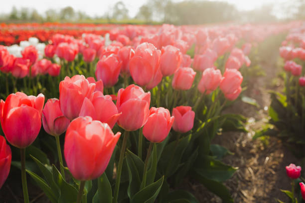istock tulips field agriculture in holland 1146499986
