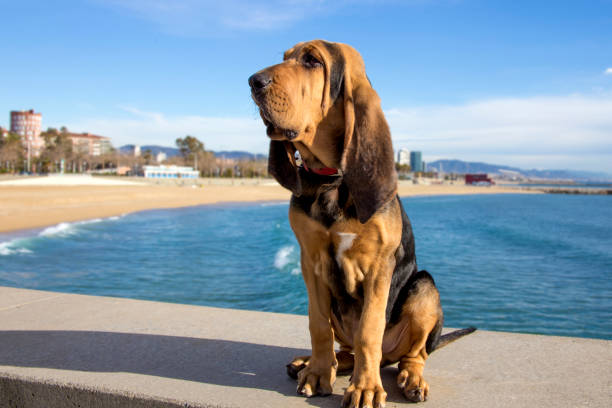 Beautiful Bloodhound puppy at 5 months. A beautiful bloodhound puppy at 5 months sits on the backdrop of the sea on a sunny day. bloodhound stock pictures, royalty-free photos & images