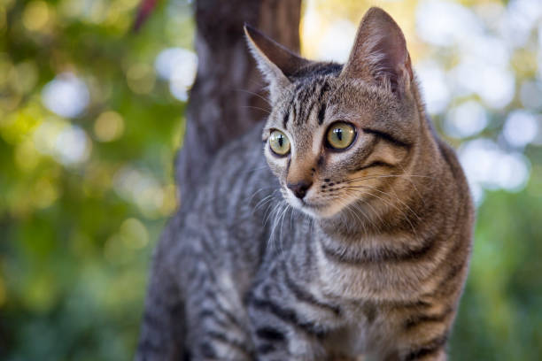 istock Striped kitten climbs a tree in the garden 1146500266
