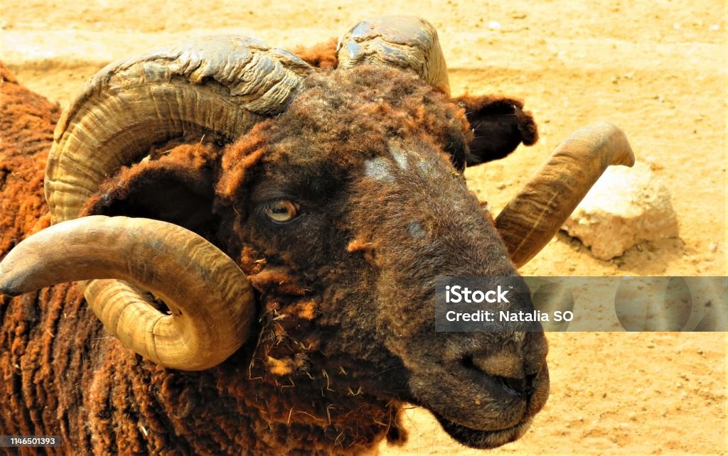 Bélier mâle de mouton de Bighorn. - Photo de Agriculture libre de droits