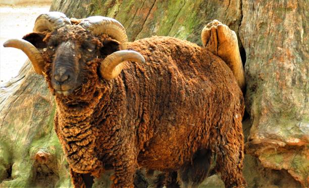 istock Ram male bighorn sheep. 1146501419