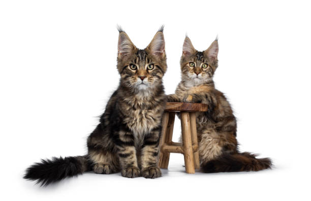 istock Black tabby / tortie Maine Coon kittens on white 1146501819