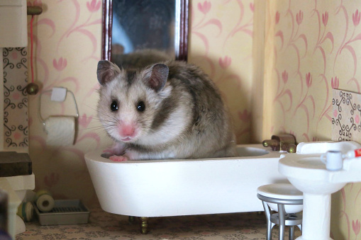 Stock photo of grey hamster in wooden Victorian dolls house bathroom, Syrian hamster sitting in washroom bathtub with dollshouse toilet, miniature doll room, alert ears, healthy whiskers.