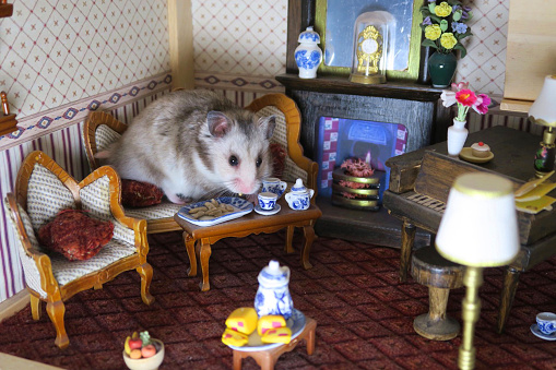 Stock photo of hamster in Victorian dolls house lounge room, dwarf Syrian hamster sitting on sofa fireplace, eating sunflower seeds, toy china plates, tea cups, miniature toy dook furniture.