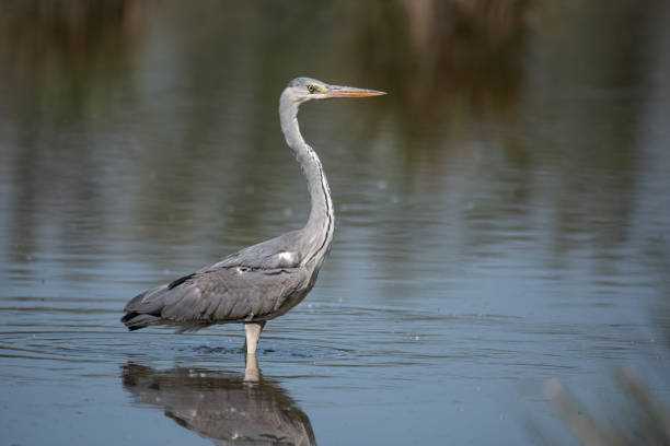 istock Grey heron (Ardea cinerea), real wildlife - no ZOO 1146503185