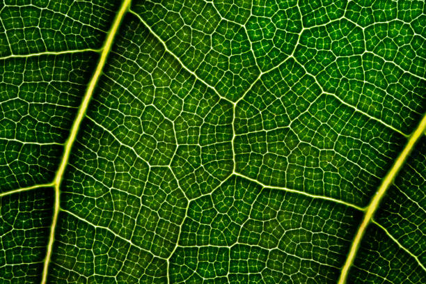 istock Close up green leaf. Natural green texture. 1146503426