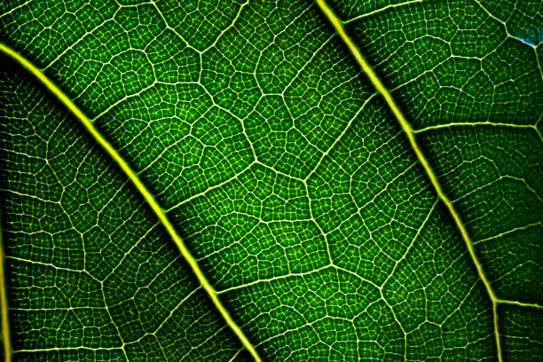 istock Close up green leaf. Natural green texture. 1146503458