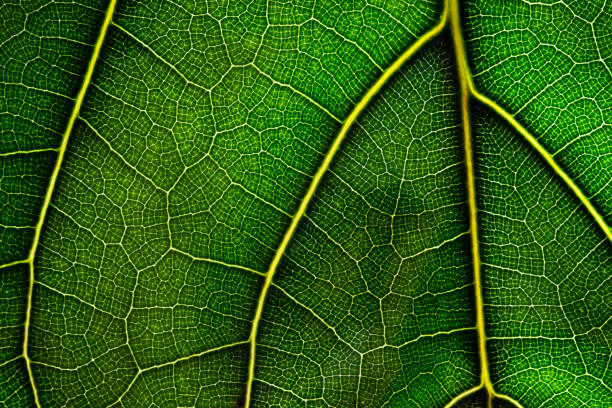 istock Close up green leaf. Natural green texture. 1146503534