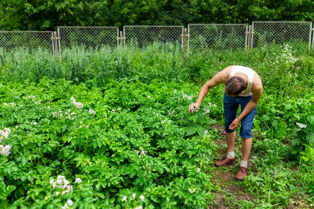 young man farmer in garden inspecting homegrown potatoes growing in green summer in farm outside with flowers - raw potato field agriculture flower imagens e fotografias de stock