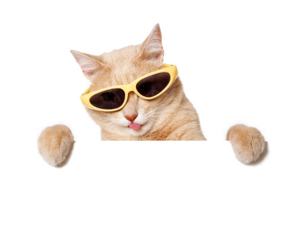 istock Funny Cat with a blank sign on white 1146503871
