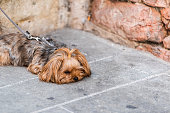 One cute adorable sad dog face tired animal lying down with leash small pedigree dog in Italy street