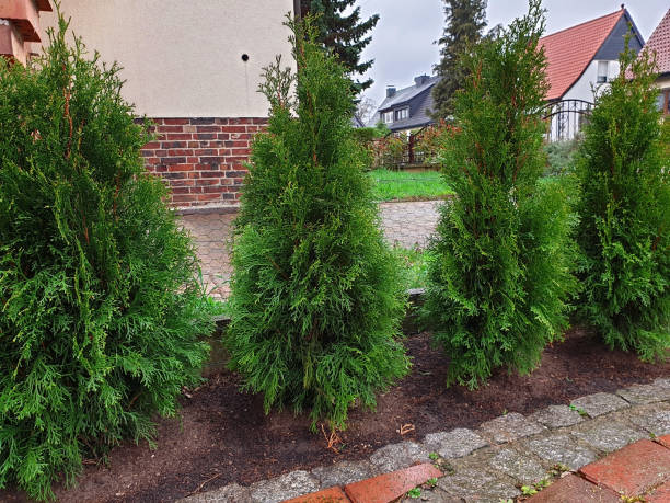 istock Life trees Thuja as a hedge plant for the garden 1146504823