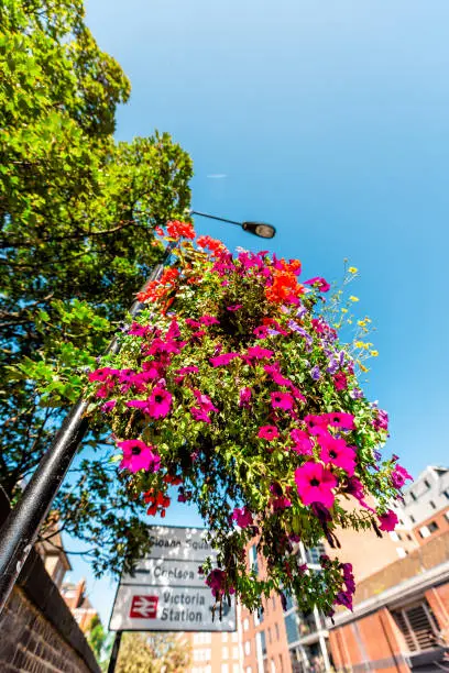 London, UK hanging flower basket on lamp post or pole closeup with nobody in Victoria or Pimlico on sunny summer day and direction signs