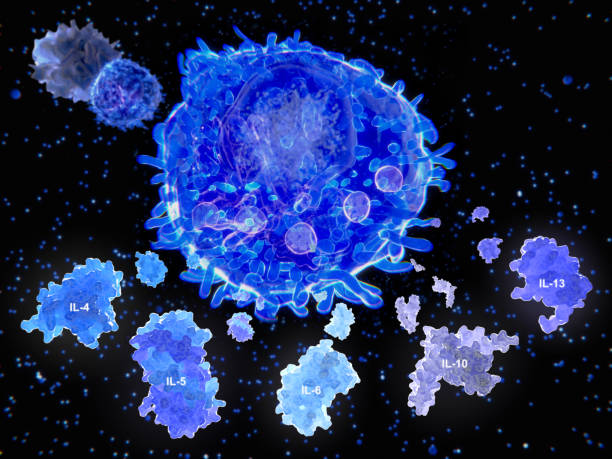 After activation by an antigen presenting cell, a T helper cell segregates the cytokines IL-4, IL-5, IL-6, IL-9, IL-10 and IL-13. stock photo