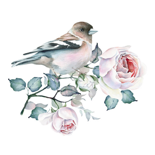 stockillustraties, clipart, cartoons en iconen met aquarel vogel en rozen boeket. witte en roze rozen - sparrows