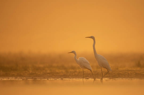 istock Great Egret in misty Morning 1146506193