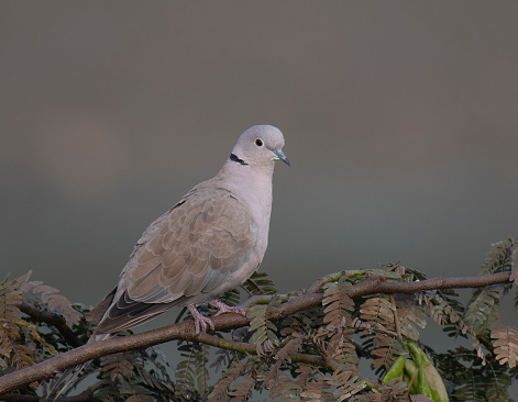 Collard dove perching in tree at sunrise