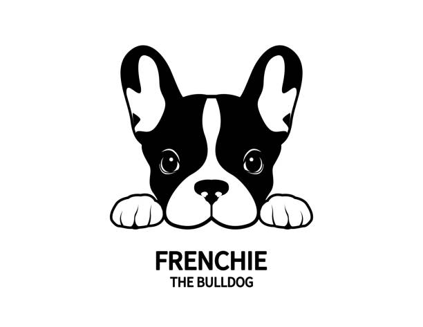 Frenchie The Bulldog Face Portrait Symbol. Adorable French Bulldog waiting for his snacks. Cute Frenchie with bunny ears in black & white french bulldog stock illustrations