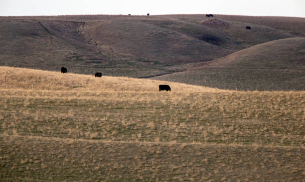 istock Prairie Rural Agriculture 1146507593