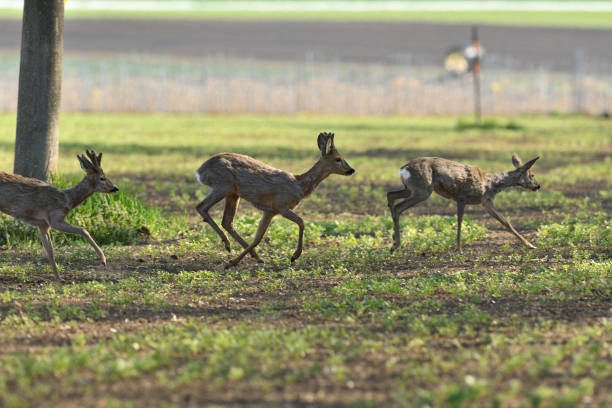 istock herd of roe deer running through a farm field in spring 1146508200