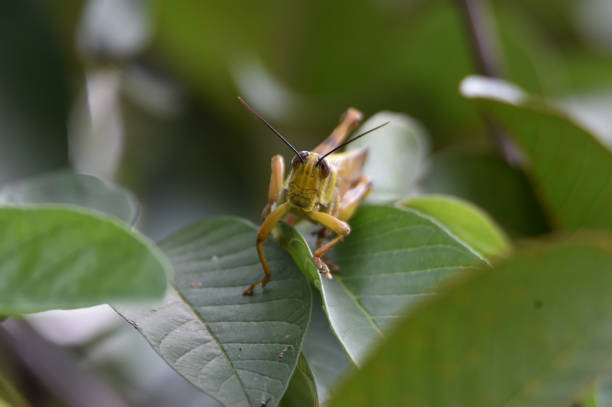 yellow, brown wooded grasshopper perched on green guava leaves in front of the house\